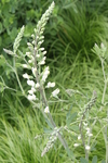 Image of White False Indigo